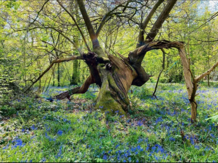 Combermere Bluebells