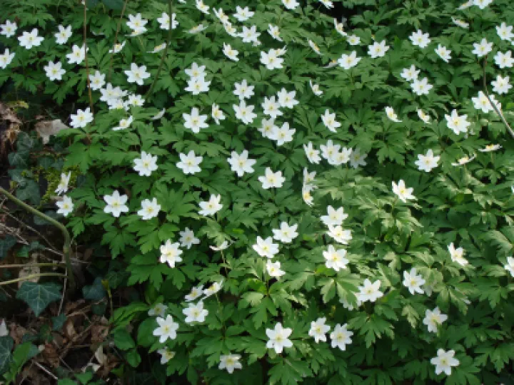Wood Anemone 2