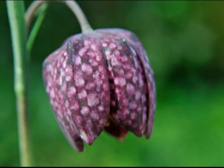 Snakes Head Fritillary