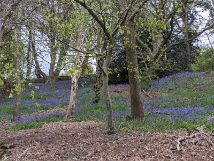 Bluebell wood