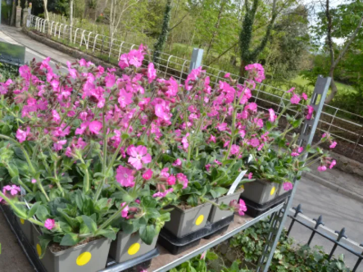 PlantSale2022 05 01 12