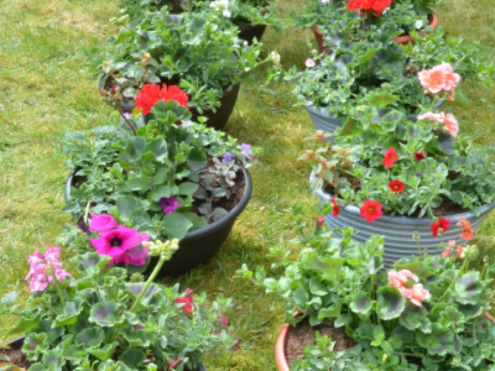 PlantSale2022 05 01 19