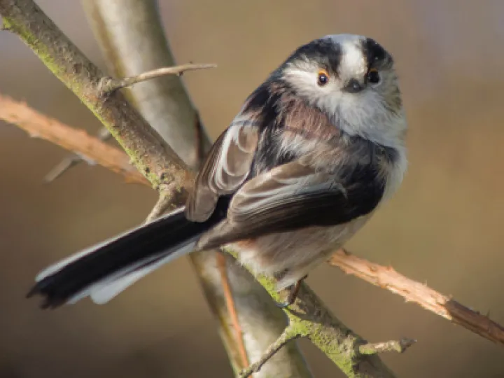 Long tailed tit perched on twig