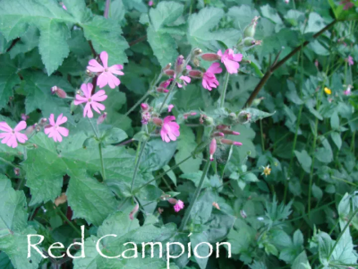 Red Campion  2 labelled