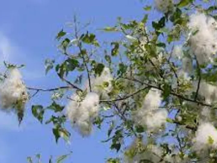 Black Poplar Seeds