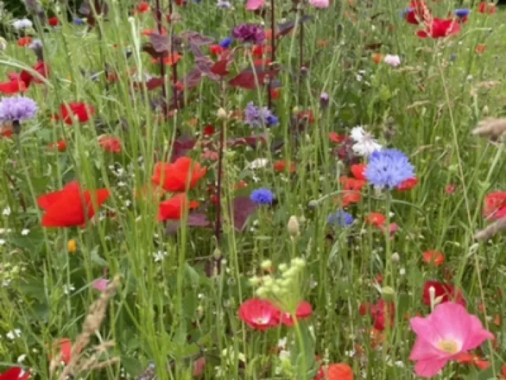 D5C62C55-C34B-4285-8A18-93A6966BE2A0