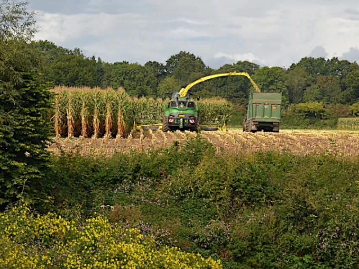 Harvest_DSC_1336cut2