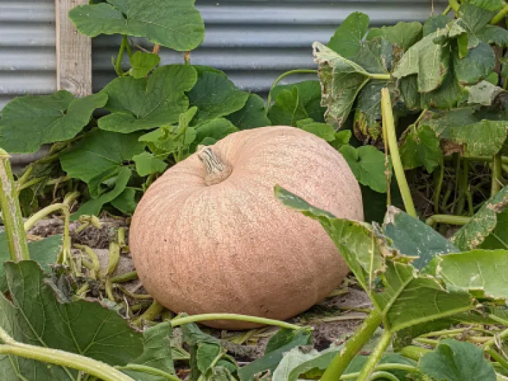 pumpkin1