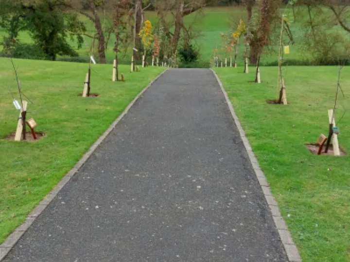 New Trees in Cemetery