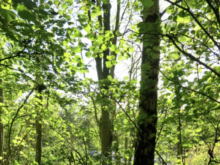 Woodlands Tarvin 2021 3