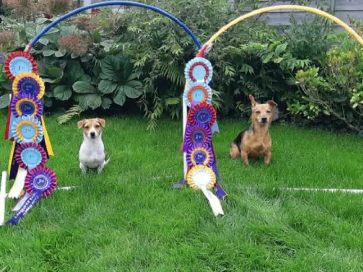 Momo and Maya with their rosettes