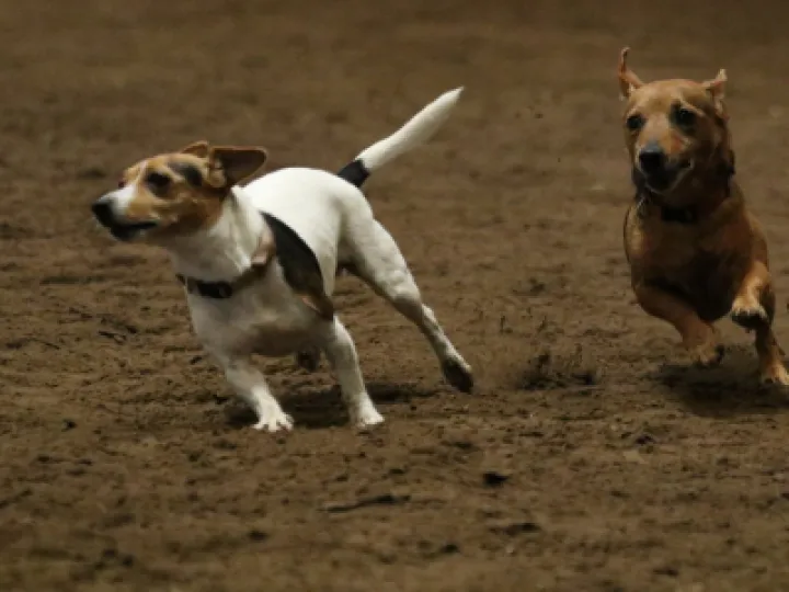 Two dogs running