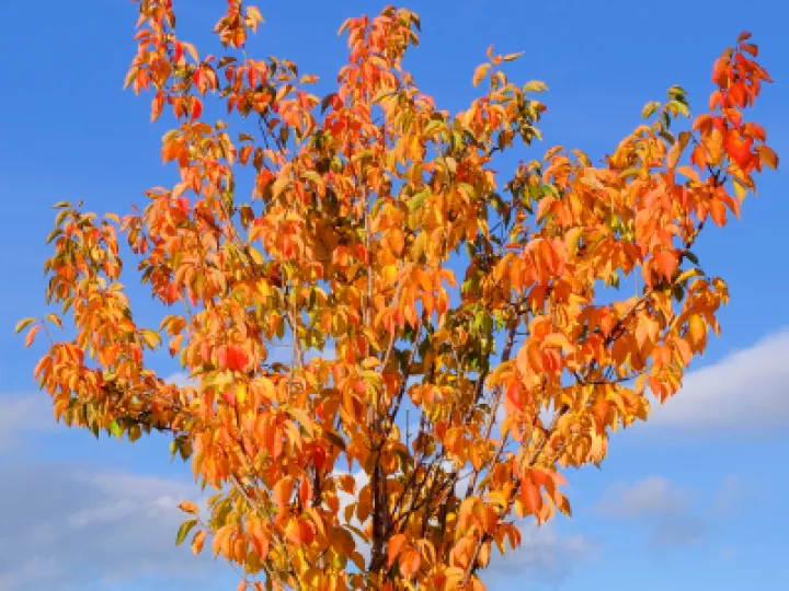 Cherry Flambee_F2968