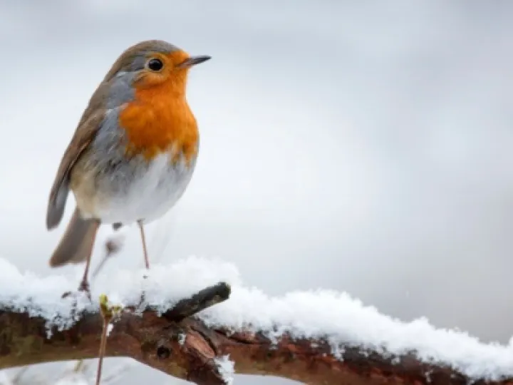 A robin in the snow