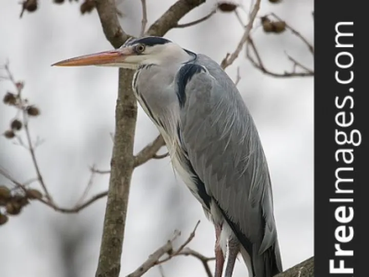 Heron in a tree