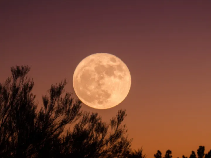 Wolf Moon Ganapathy Kumar