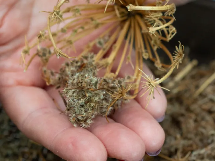 Hsl Saving Seed