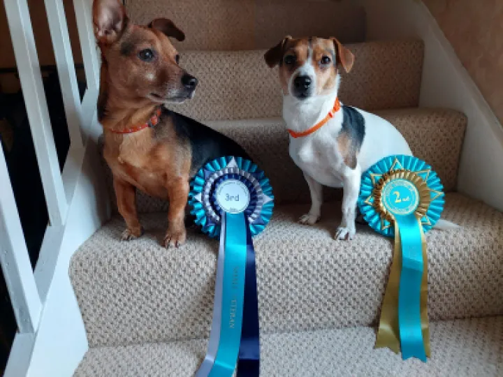 Momo and Maya with their rosettes