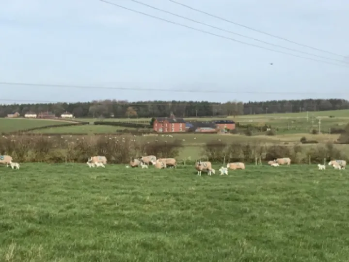 Spring Lambs