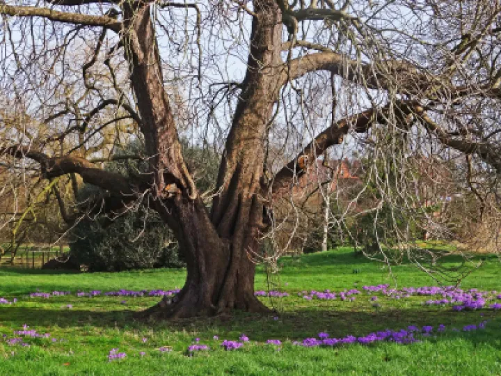 rrSpring Ring_s00833