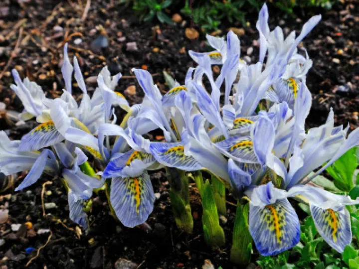 rrSigns of Spring_1_F3006