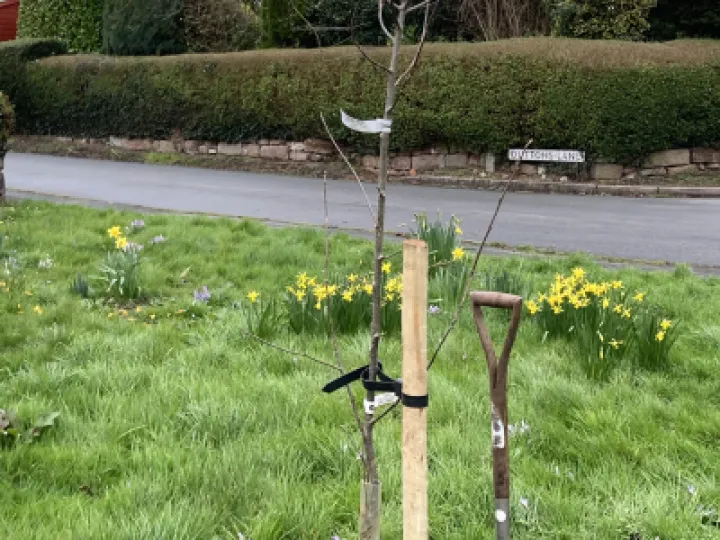 New Tree Earles Lane