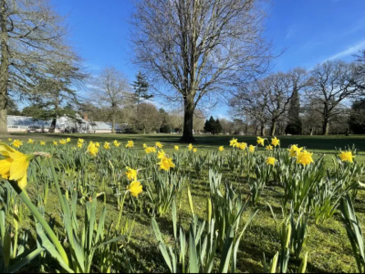 Walton daffodils