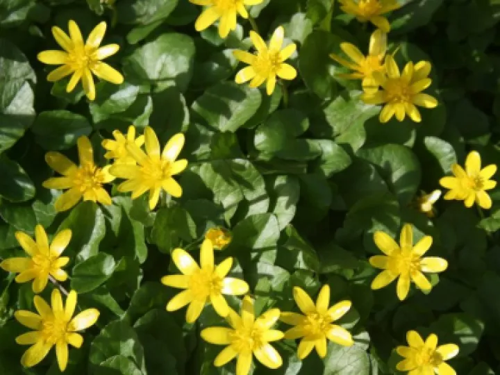 Lesser Celendine
