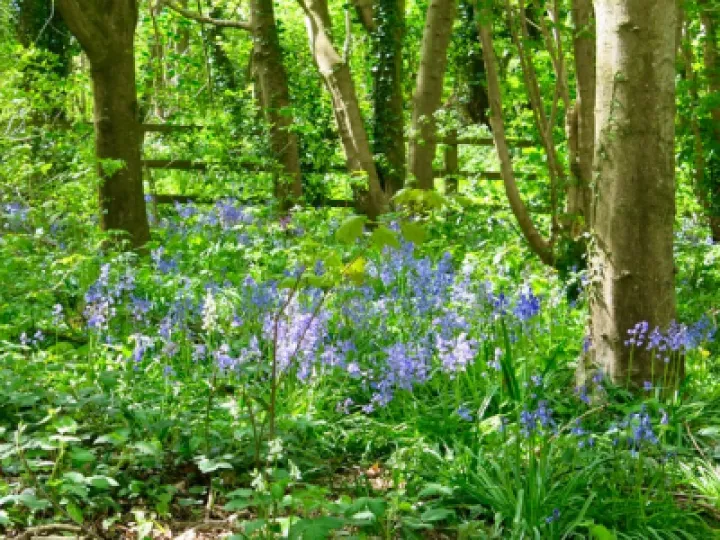 Tarvin Woodlands Bluebell Glade