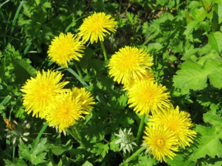 Dandelions in the Woodlands