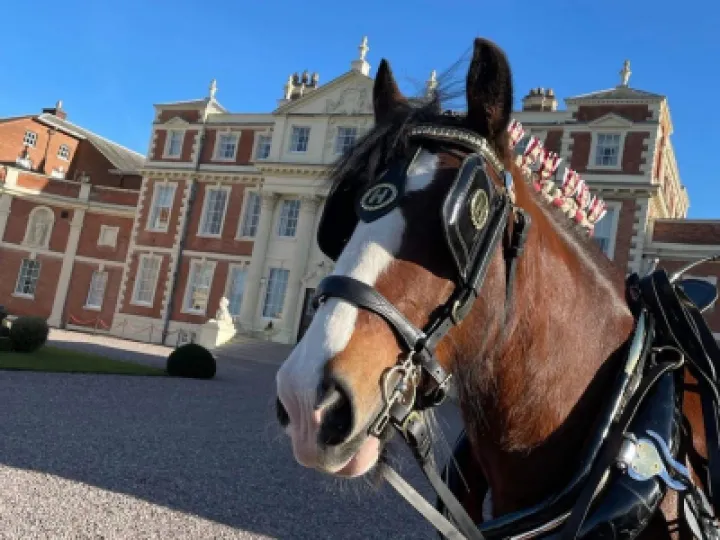 Shire Horse at Overwater