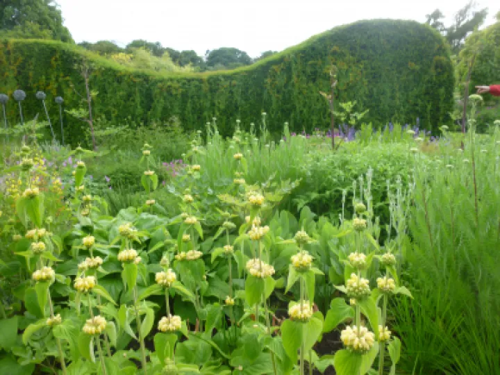 Flower Club JUne 2022 P1040146