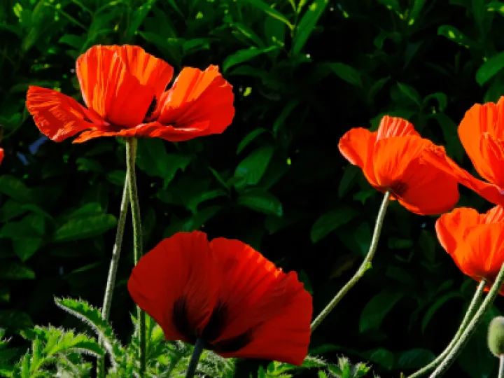 ~Poppy Parade_F0173