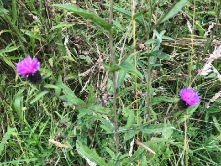 Knapweed