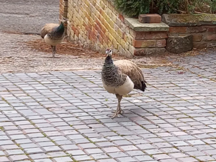 Honk and Mabel on Tour