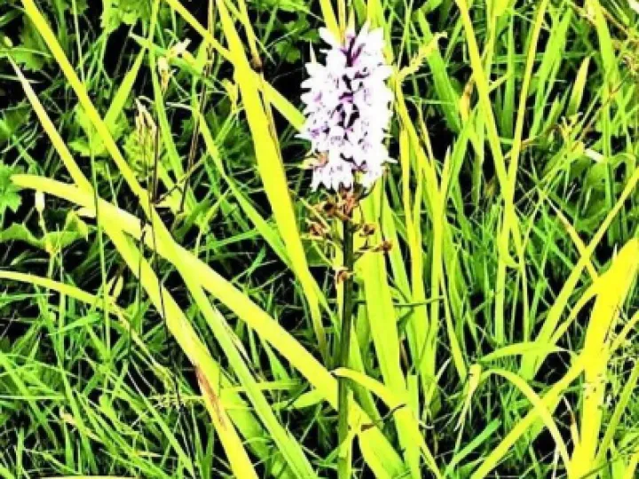 Orchid