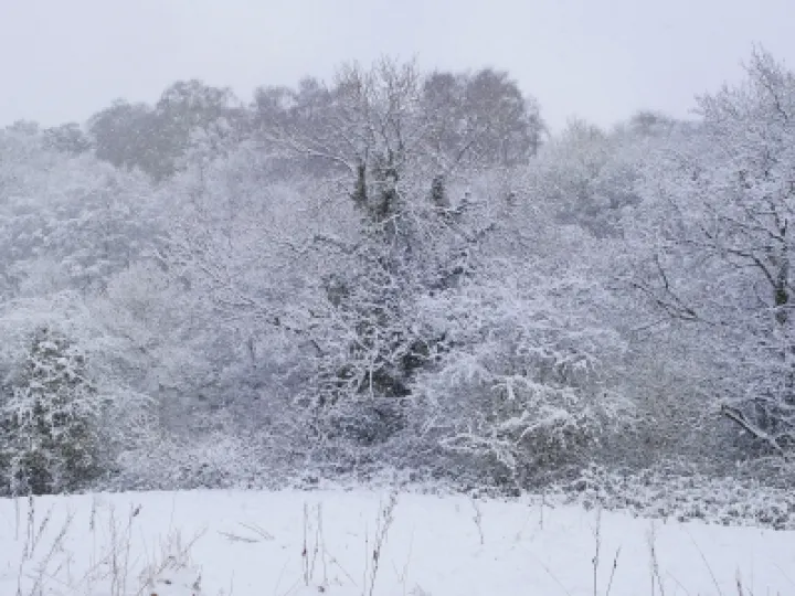 Winter Woodland