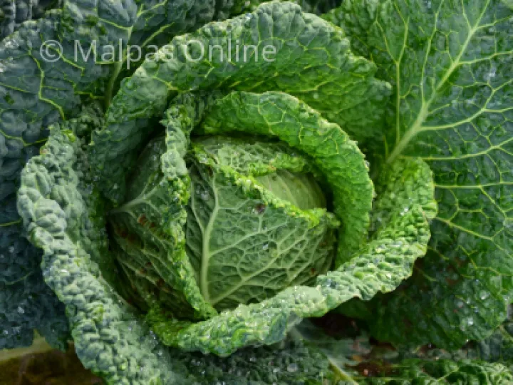 Savoy Cabbage