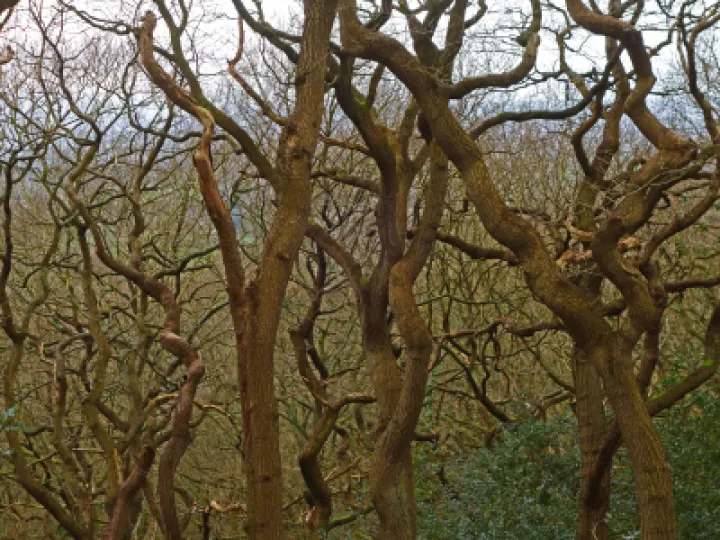 #R Tanglewood s01981