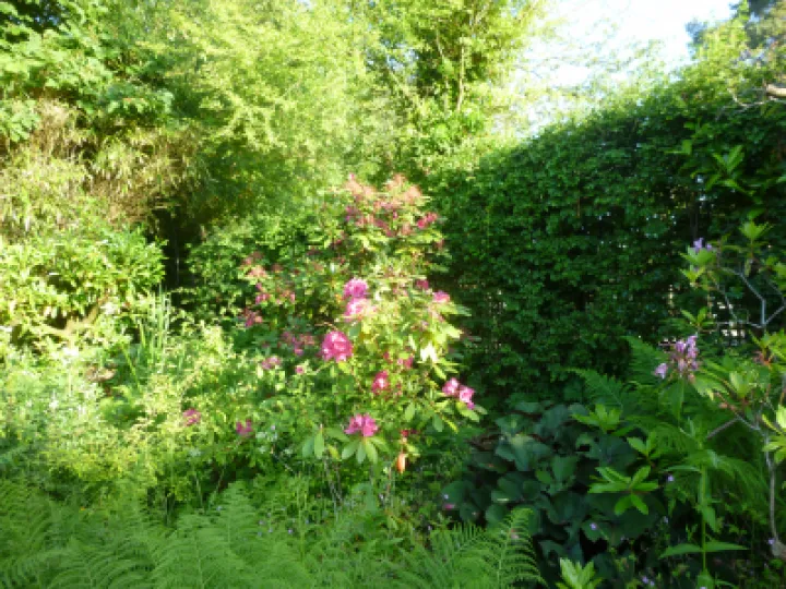 Flower Club Firs Garden June 2023 MD P1040280