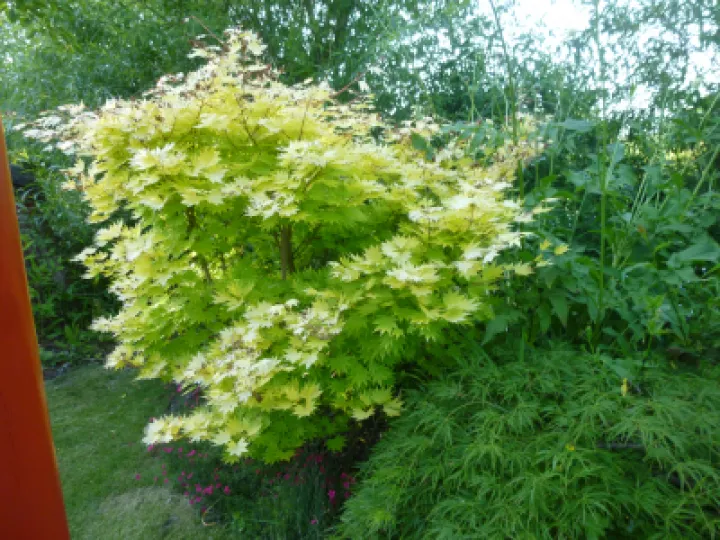 Flower Club Firs Garden June 2023 MD P1040282