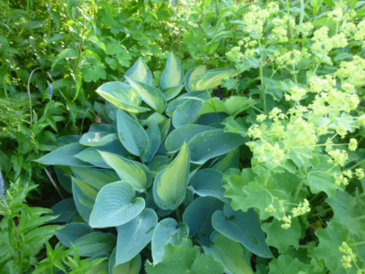 Flower Club Firs Garden June 2023 MD P1040285