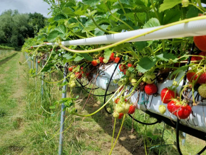 Delamere Farm Shop IMG20230624102658