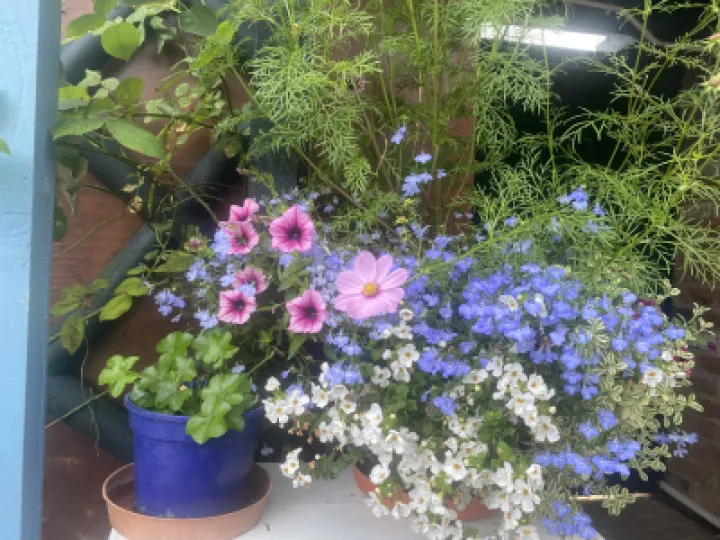 Open Garden Weekend – Lobelia and Million Bells