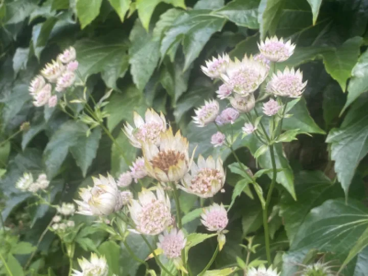 open garden weekend 2