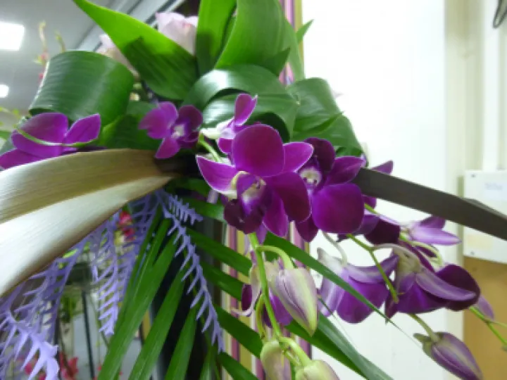 FLower Club July 2023 P1040297 (1)