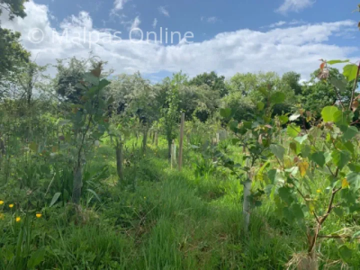 The growing woodland at Guilden Sutton Green Space
