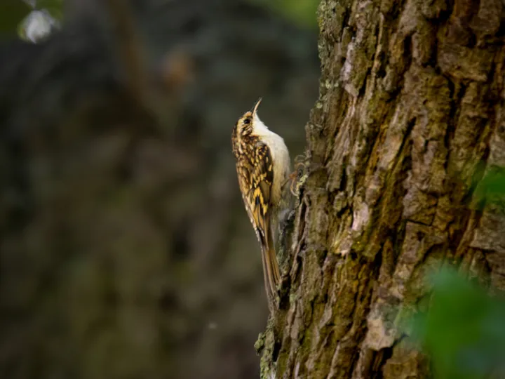 Treecreeper1