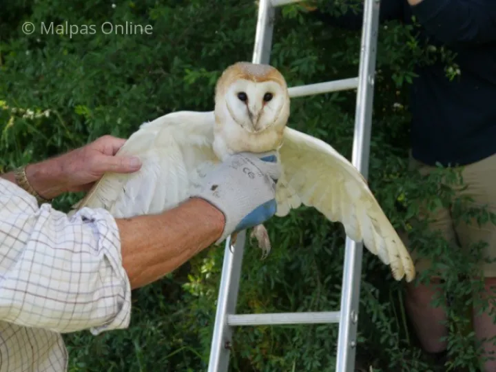 Barn owl 4