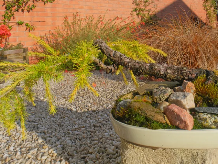 rr bonsai larch F4381